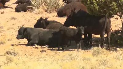 Mexico says US suspension of beef imports because of screwworm is unfair